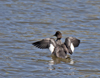 Common Goldeneye Female